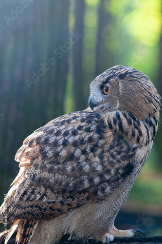 owl in the woods