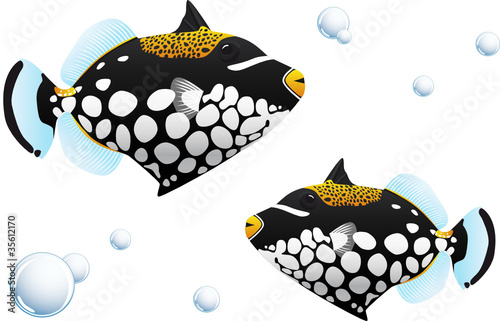 Drückerfisch