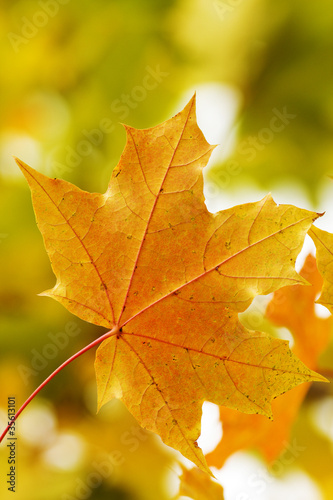 Maple leaves sunlight