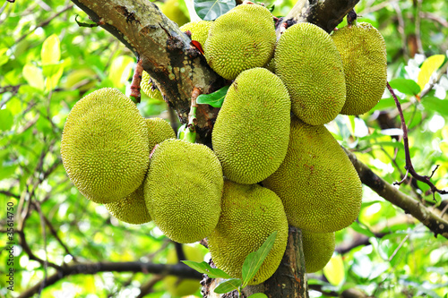 Jackfruit