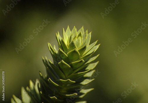 A branch of evergreen Araucaria tree