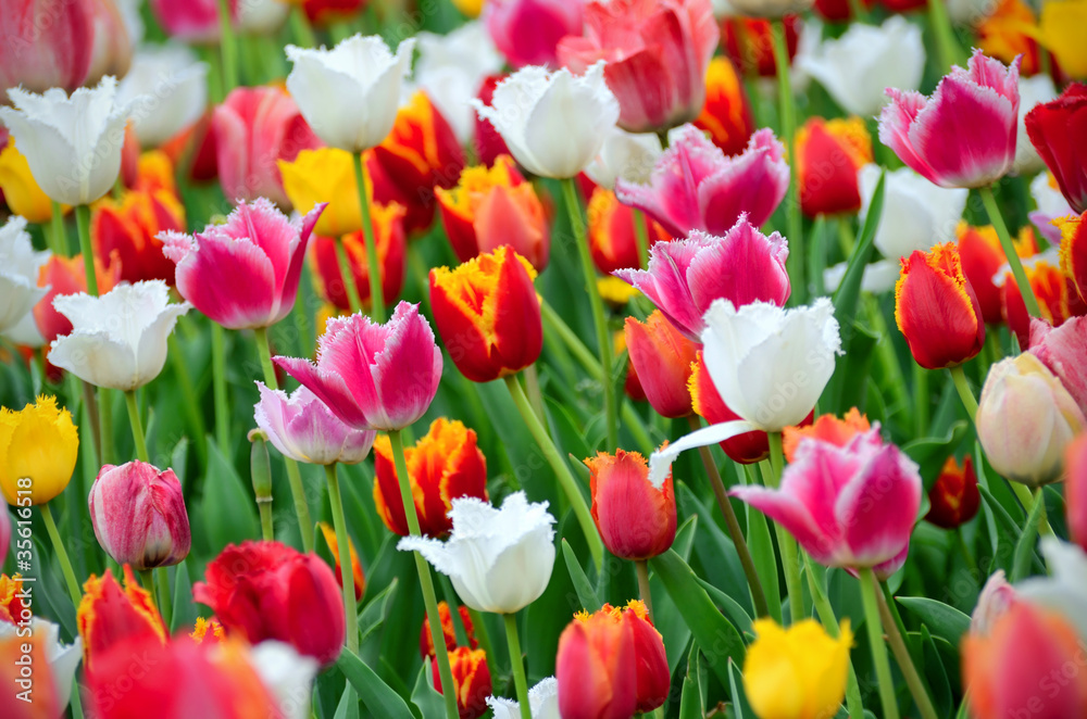 Tulips in the garden Tulips in the garden