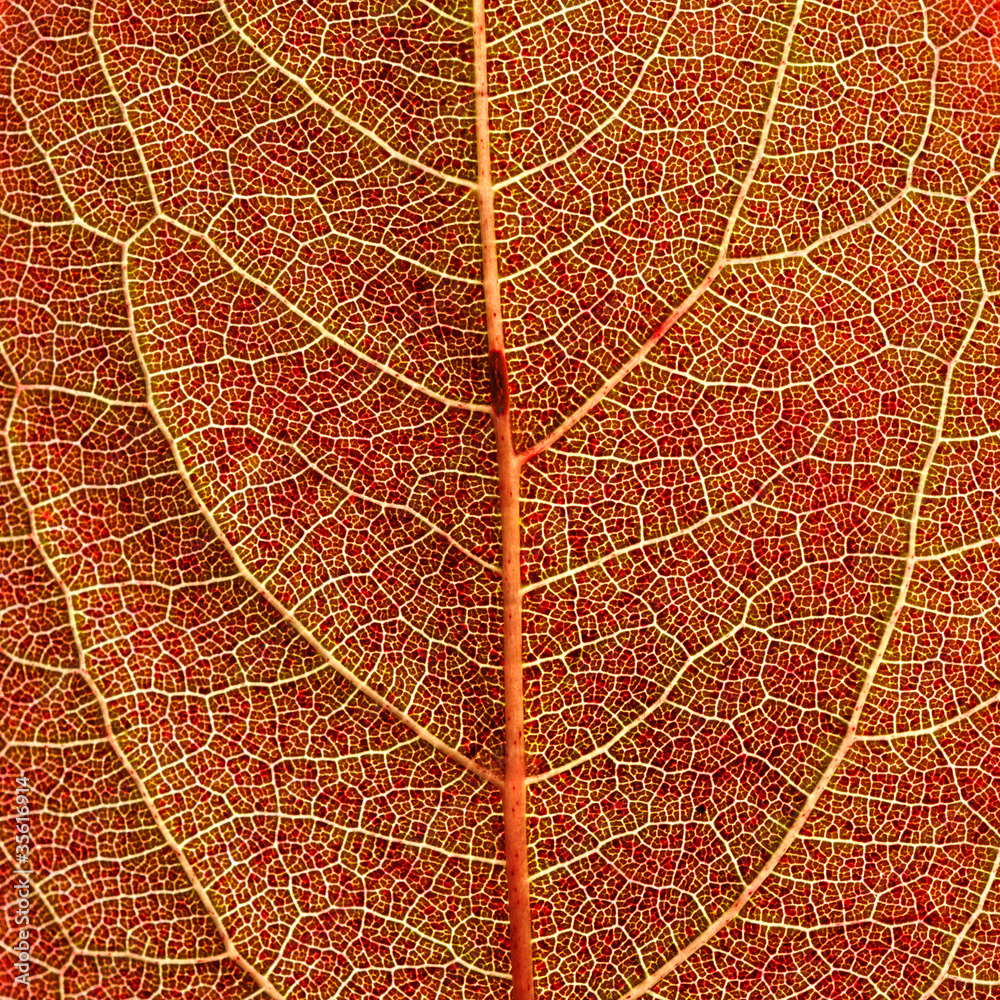 Obraz premium Red autumn leaf background