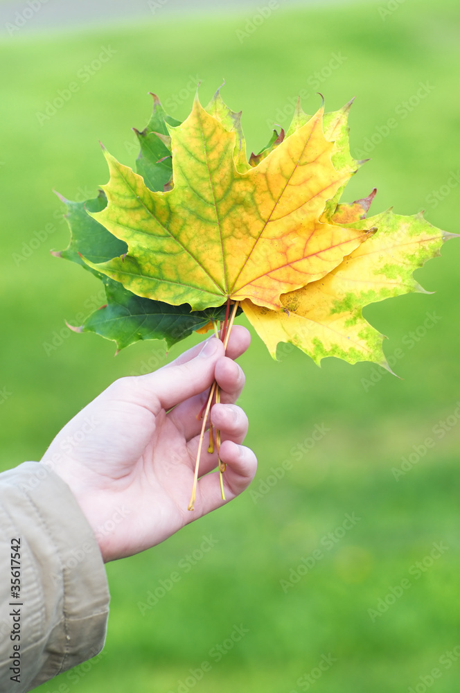 Girl holding several maple leafs in autumn park Girl holding several maple leafs in autumn park