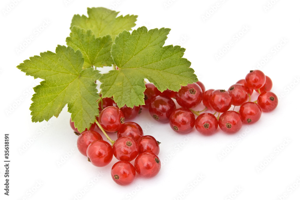 Isolated red currant Isolated red currant
