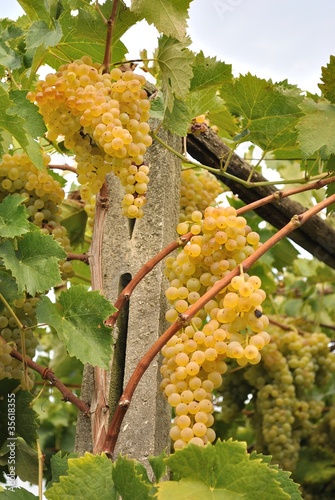 Vite con grappoli d'uva bianca photo