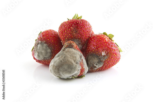 Mold Strawberry