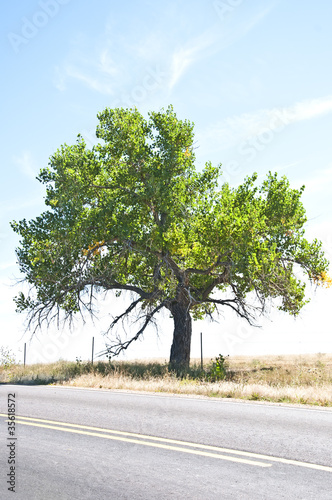 Old cottonwood tree by a rural road photo
