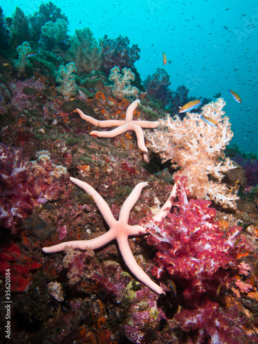 two pink starfish in Soft coral colony , Similan island Thailand