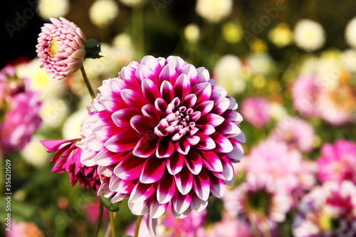 Fototapeta Naklejka Na Ścianę i Meble -  bunte Dahlienblüte