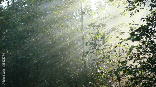 forest in fog