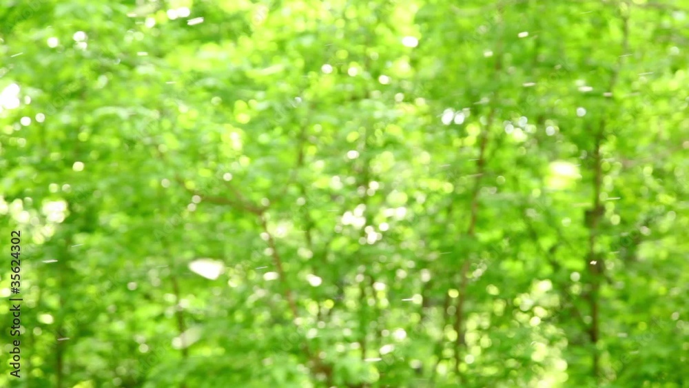 Fluff flies on background of fuzzy foliage Fluff flies on background of fuzzy foliage