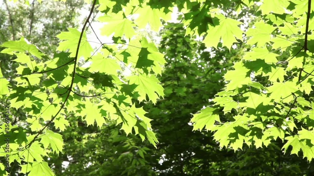 Sunlight breaks through the green leaves of maple Sunlight breaks through the green leaves of maple