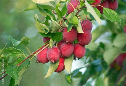 Яблоки на ветке photo