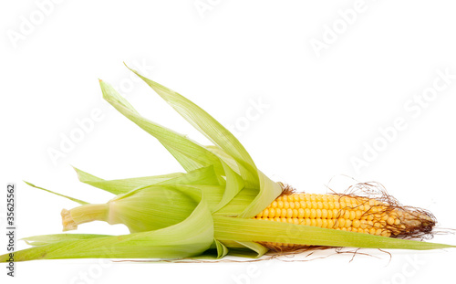 ear of corn photo