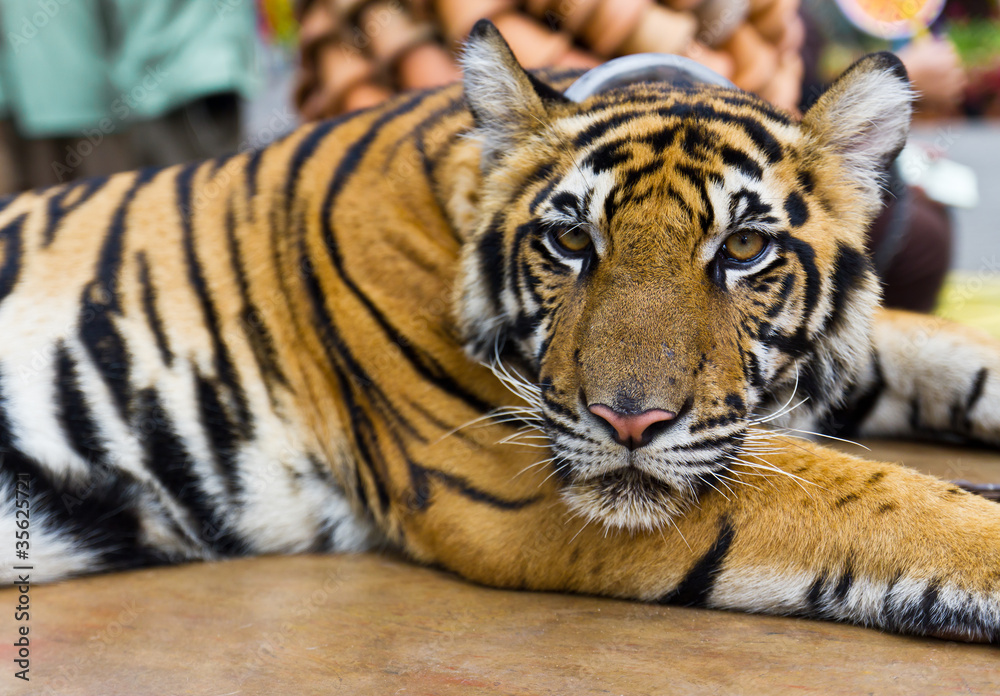 Obraz premium Tiger portrait