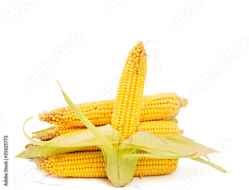 ear of corn photo