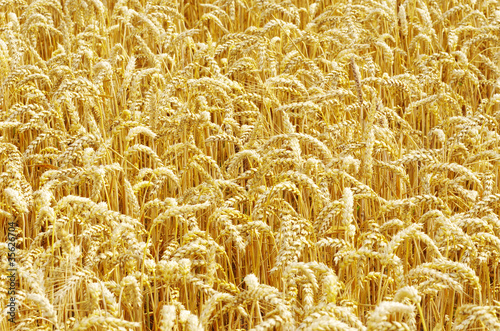 wheat field