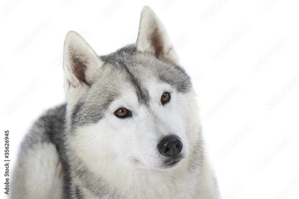 siberian husky - husky sibérien - chien de traîneau