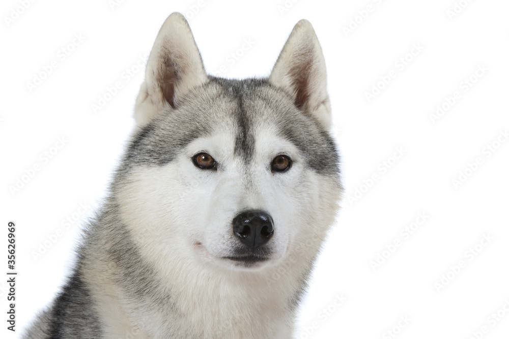 beautifil head of the siberian husky