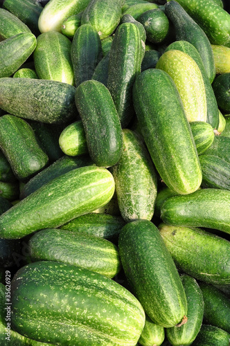 einlegegurken photo