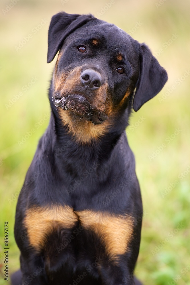 Fényképezés Rottweiler - az Europosters.hu