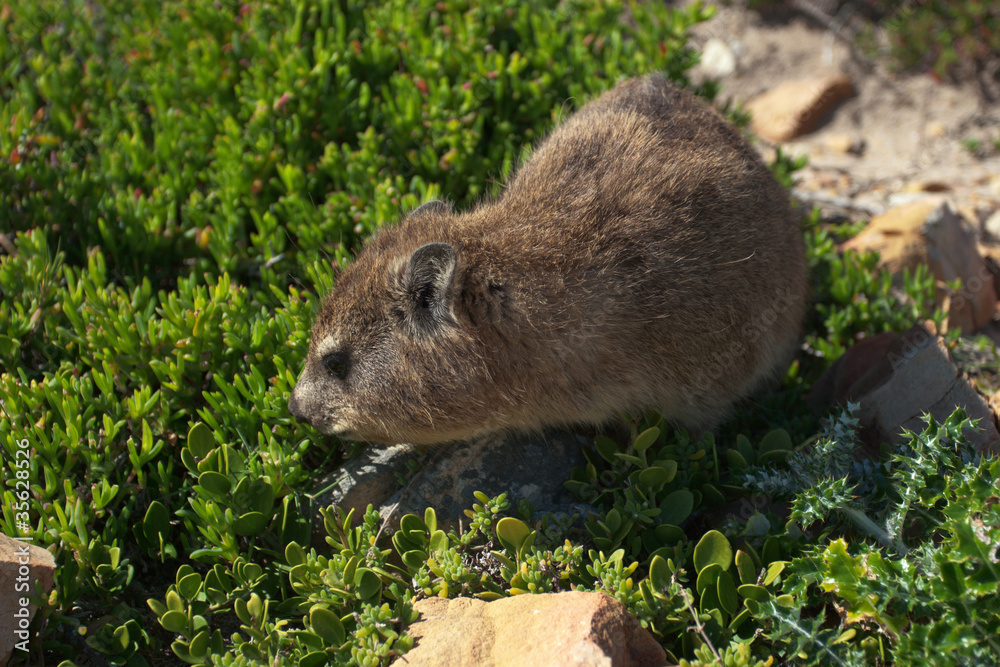 Rock dassie Rock dassie