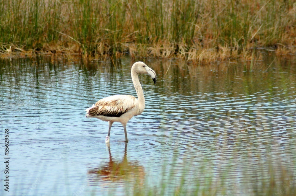 Flamingo Flamingo