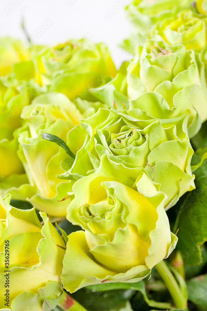 Fototapeta premium beautiful roses