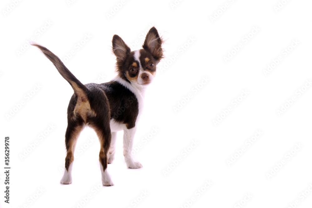 Chihuahua Welpe schaut nach hinten