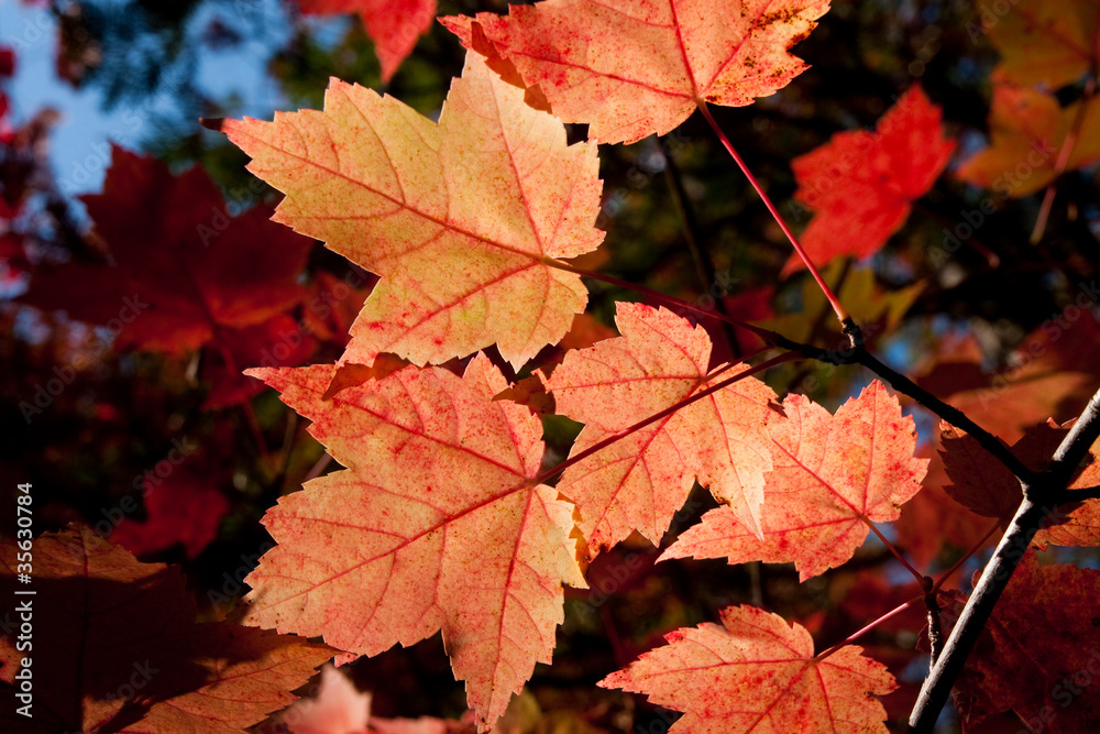 Autumm leaves