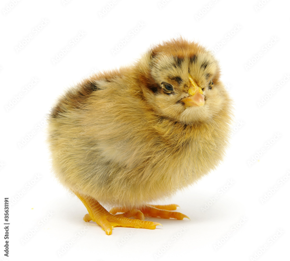 Obraz premium chicken