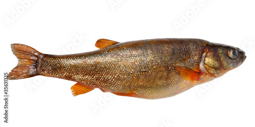 Schilderij op canvas Phoxinus perenurus - lake minnow