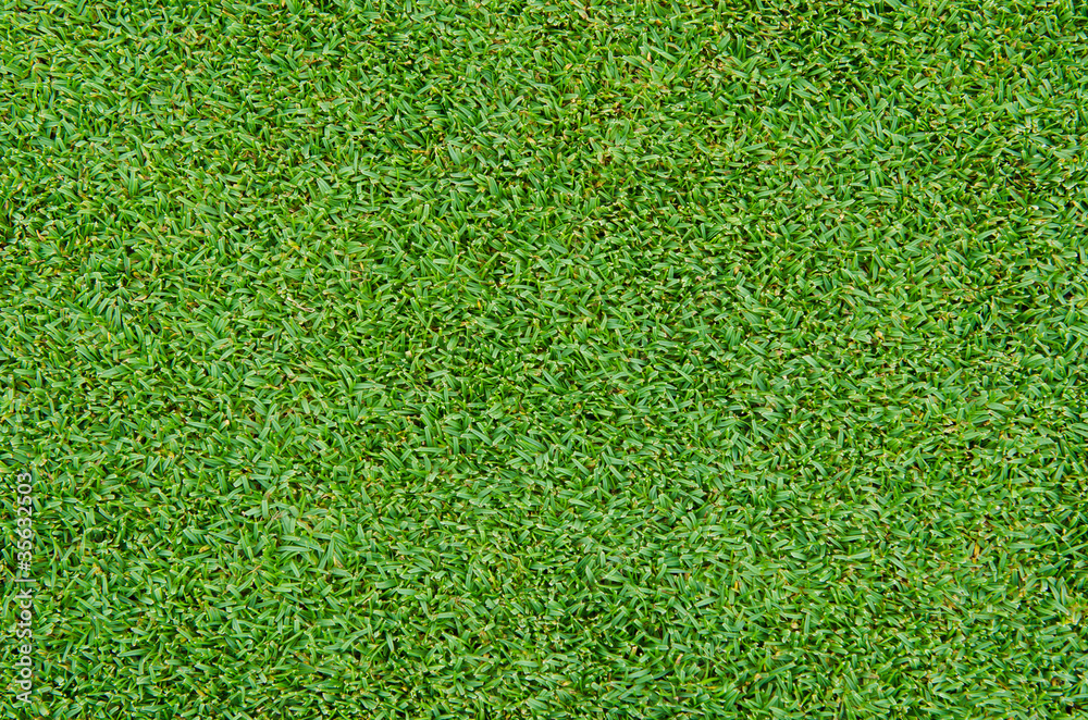 Fototapeta premium green grass pattern