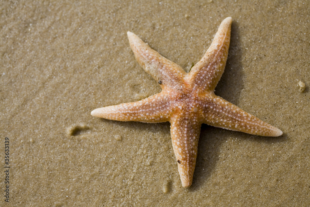 Star Fish Star Fish