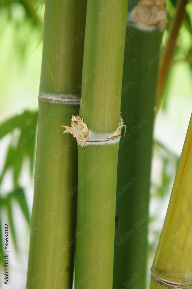 Fototapeta premium green bamboo