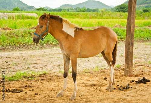 young horse standing in stall
