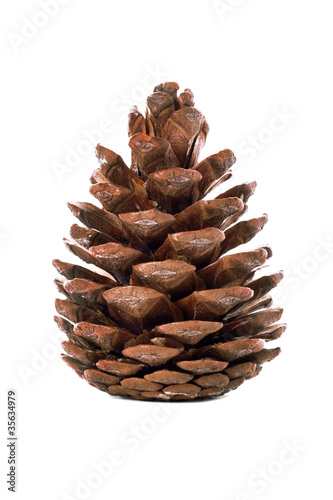 Pine cone