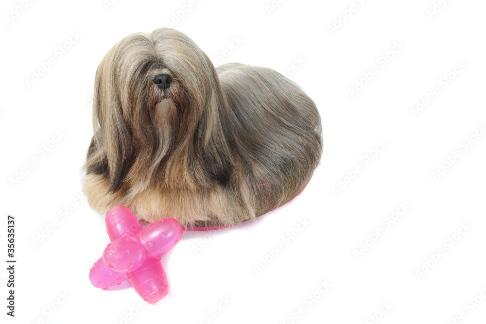lhassa apso devant son jouet en plastique lhassa apso devant son jouet en plastique