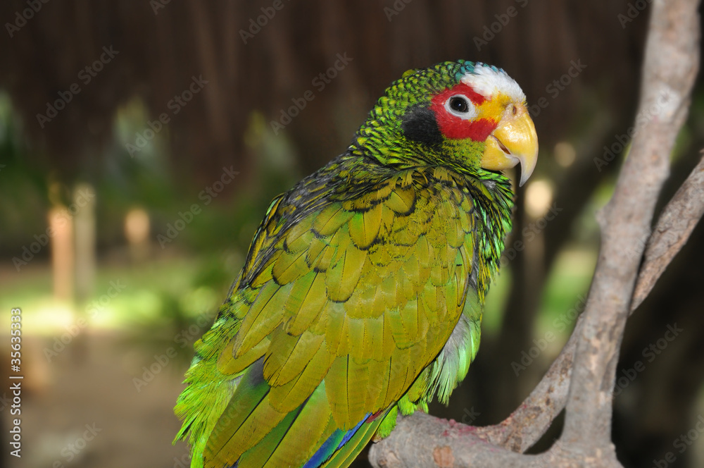 White-fronted Amazon (Amazona Albifrons)