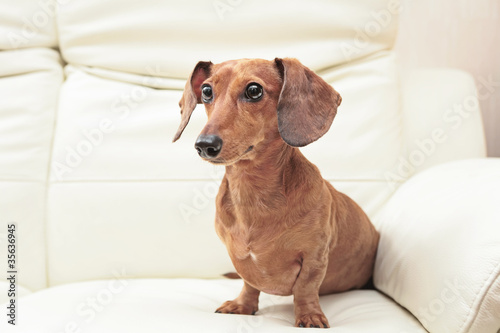 Foto dachshund