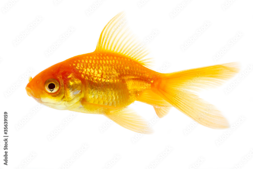 Gold Fish Gold Fish