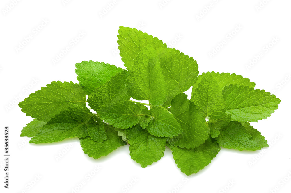 Melissa-lemon balm Melissa-lemon balm
