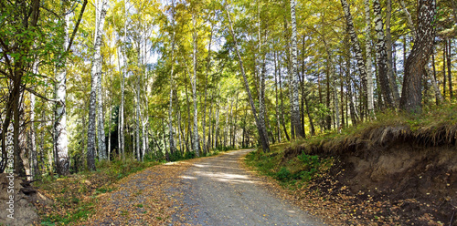 Road birches forest - panorama #35639973