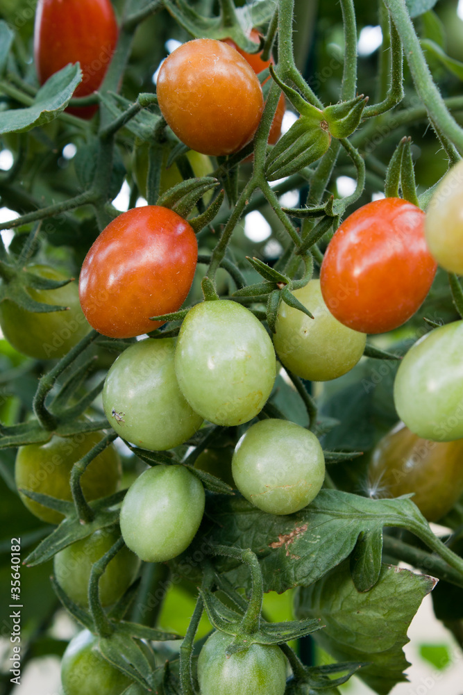 Cherry tomato cluster in the garden