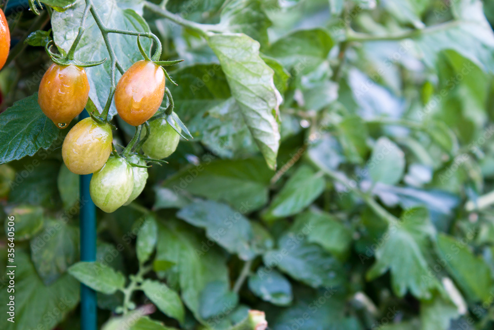 Obraz premium Cherry Tomatoes