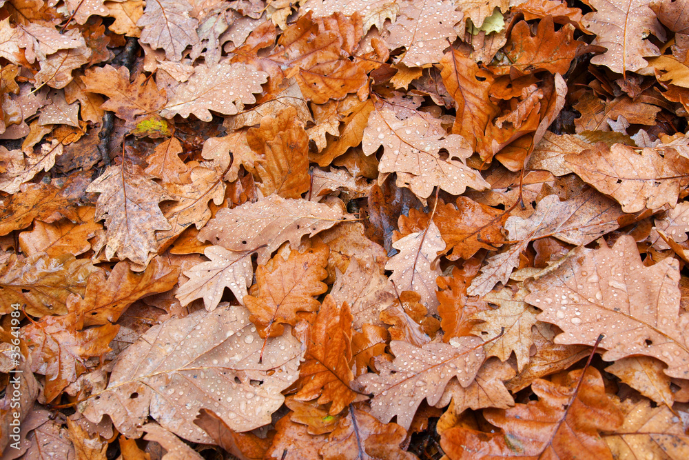 autumn autumn