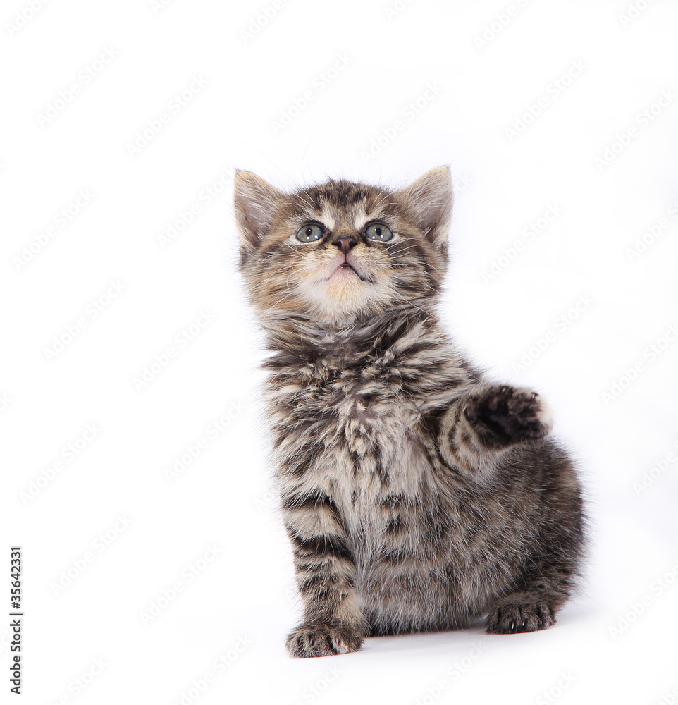 Obraz premium Cute kitten playing