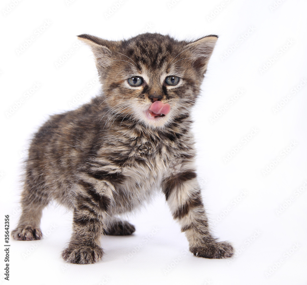 Obraz premium Cute kitten over white