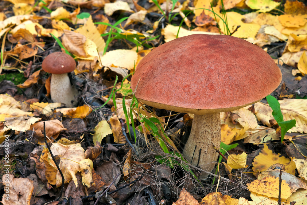Mushroom in the autumn forest. Mushroom in the autumn forest.